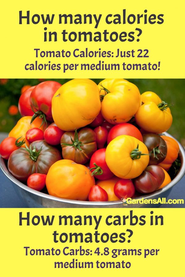 Colored Tomatoes in Yellow, Red, Black and Orange Make for Beautiful