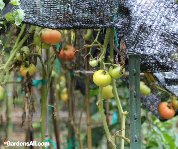 Tomatoes Shade Cloth GardensAll
