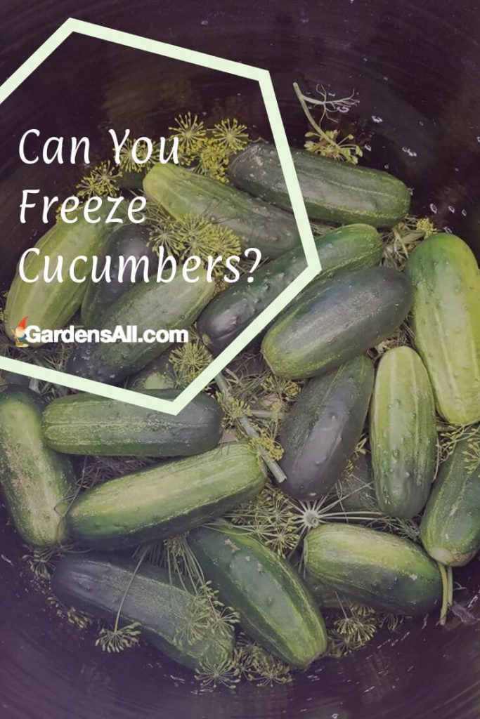 Can You Freeze Cucumbers? Creative Ideas for Cucumbers GardensAll