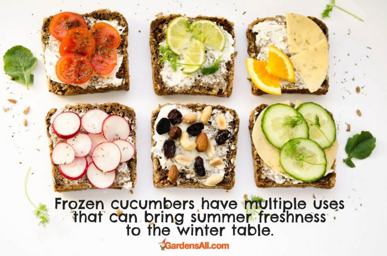 Can You Freeze Cucumbers? Creative Ideas for Cucumbers GardensAll