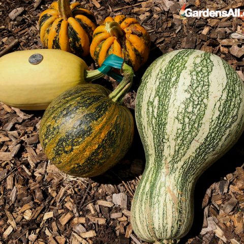 Newsletter: Garden Design App, Harvest and Edible Landscaping