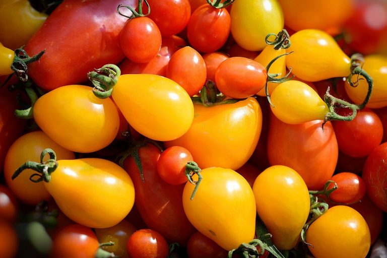 Colored Tomatoes in Yellow, Red, Black and Orange Make for Beautiful