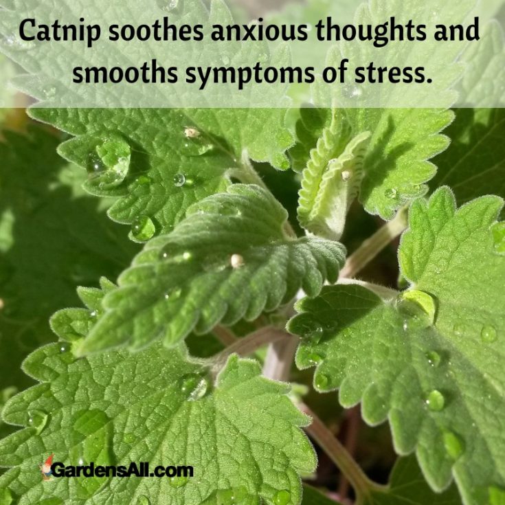 Consider Growing Catnip for People Another Herb With Great Benefits