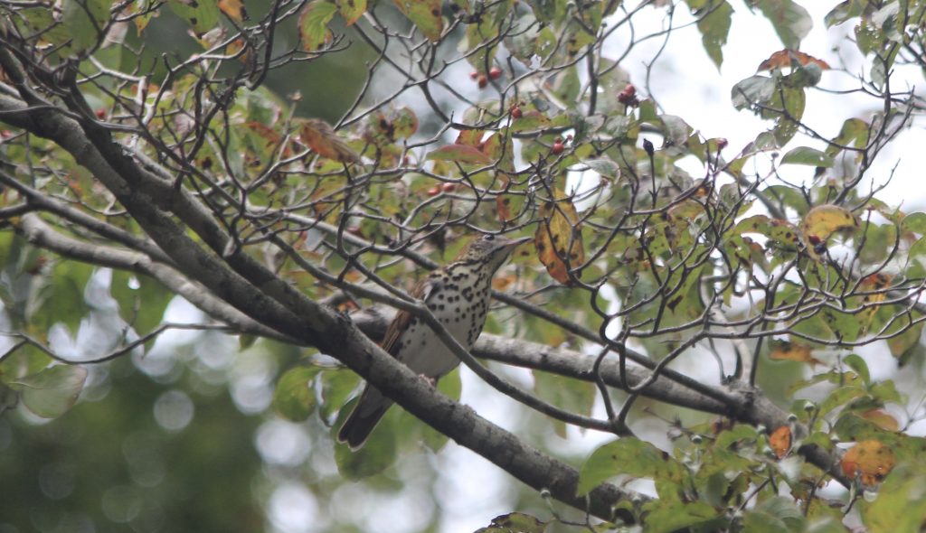 fall berries for birds; fall gardening