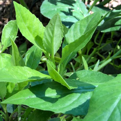 Growing Longevity Spinach (Gynura Procumbens)