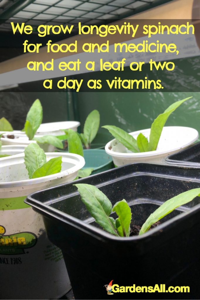 Growing Longevity Spinach (Gynura Procumbens) REMEDIES