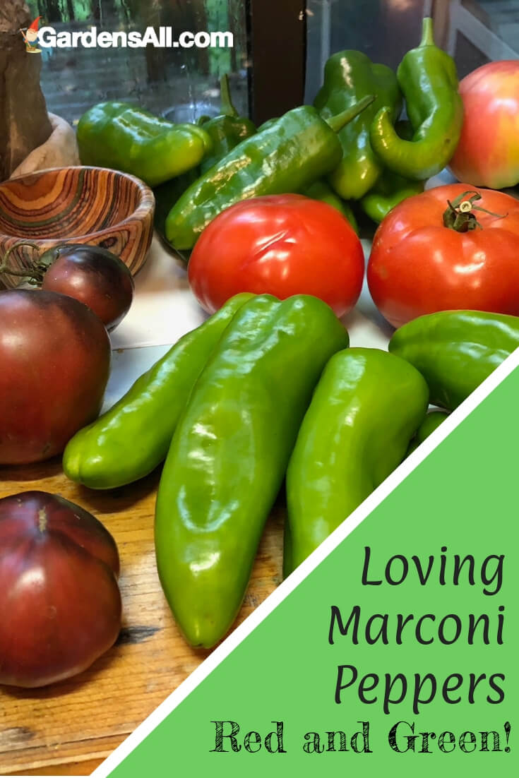 We've grown the Marconi Peppers (red variety), Capsicum annum, for three straight growing seasons. These Marconi sweet peppers come on a bit late with beautiful long green fruits that gradually redden as the season progresses.