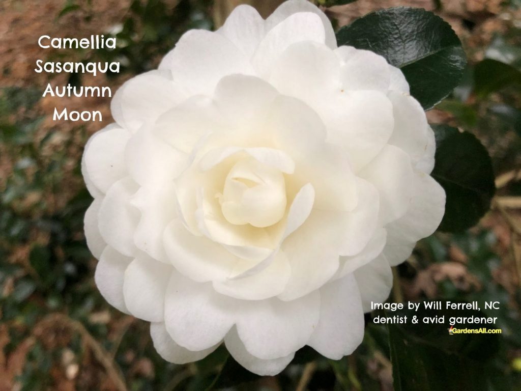 Autumn-Moon-Camellia-Sasanqua-GardensAll