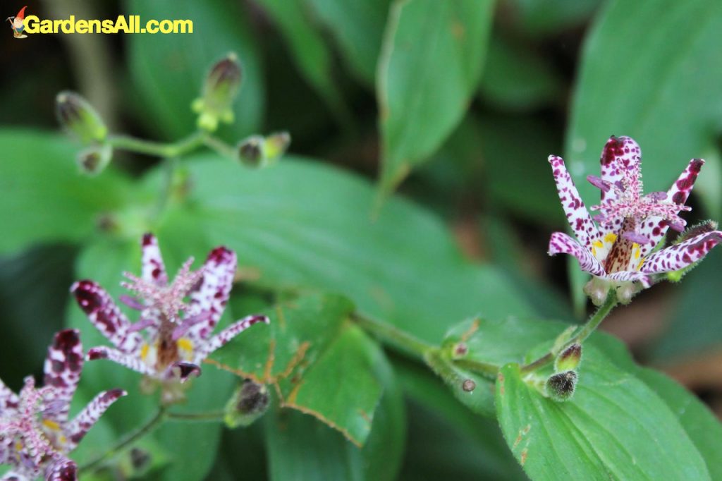 Toad lily plant-fall flowers with fragrance