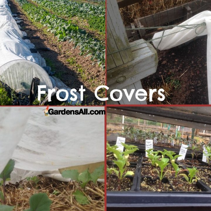Frost Covers for Plant Protection to Extend Your Growing Season