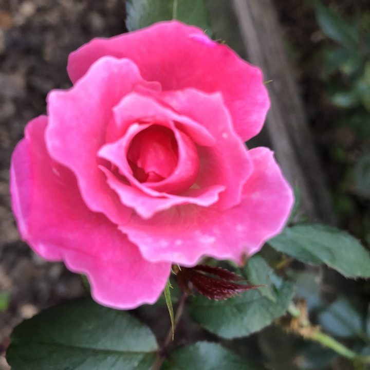 Those of us who live in temperate zones are indeed fortunate to have more time to enjoy the late bloomers of fall. Our garden blooms have certainly diminished but those that remain are all the more appreciated. One of those is our Knockout Roses. #flower #flowergarden #Porches #Landscapes #CountryLiving #CurbAppeal #roses #Perennials #Shade #Ideas #Planters #Small #Entrance #Walkways #ColorCombos #DIY #Spring #Balconies #OrnamentalGrasses #Backyards #Outdoors #Shrubs #Tips #Spaces #Hydrangeas