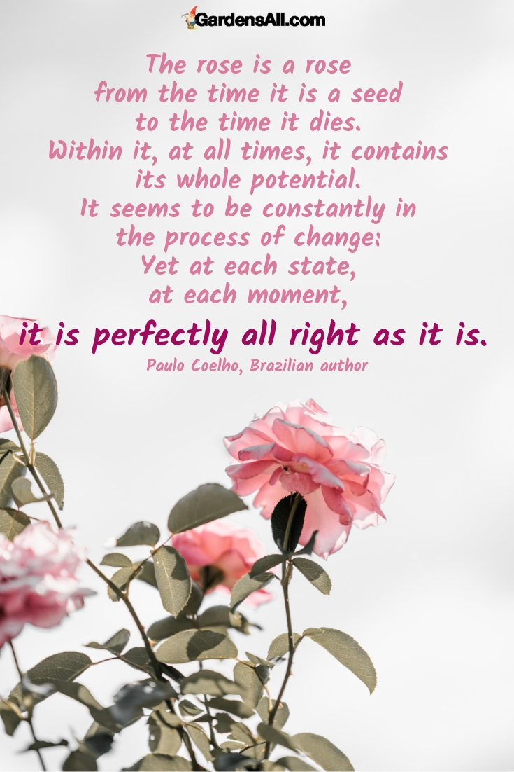 Those of us who live in temperate zones are indeed fortunate to have more time to enjoy the late bloomers of fall. Our garden blooms have certainly diminished but those that remain are all the more appreciated. One of those is our Knockout Roses. #flower #flowergarden #Porches #Landscapes #CountryLiving #CurbAppeal #roses #Perennials #Shade #Ideas #Planters #Small #Entrance #Walkways #ColorCombos #DIY #Spring #Balconies #OrnamentalGrasses #Backyards #Outdoors #Shrubs #Tips #Spaces #Hydrangeas