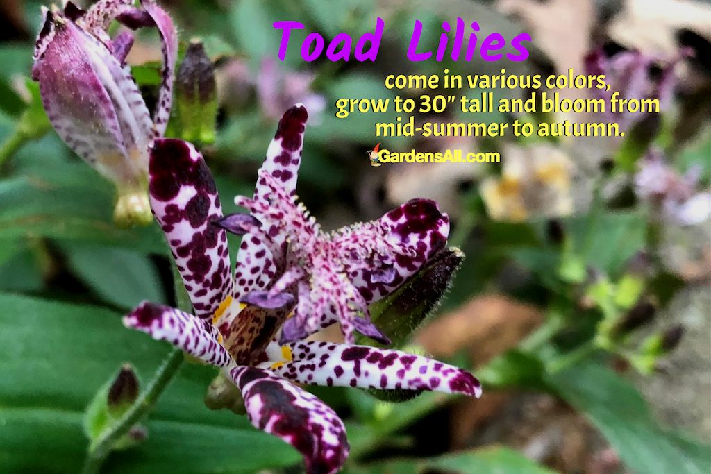 toad lilies are fall flowers with sweet fragrance