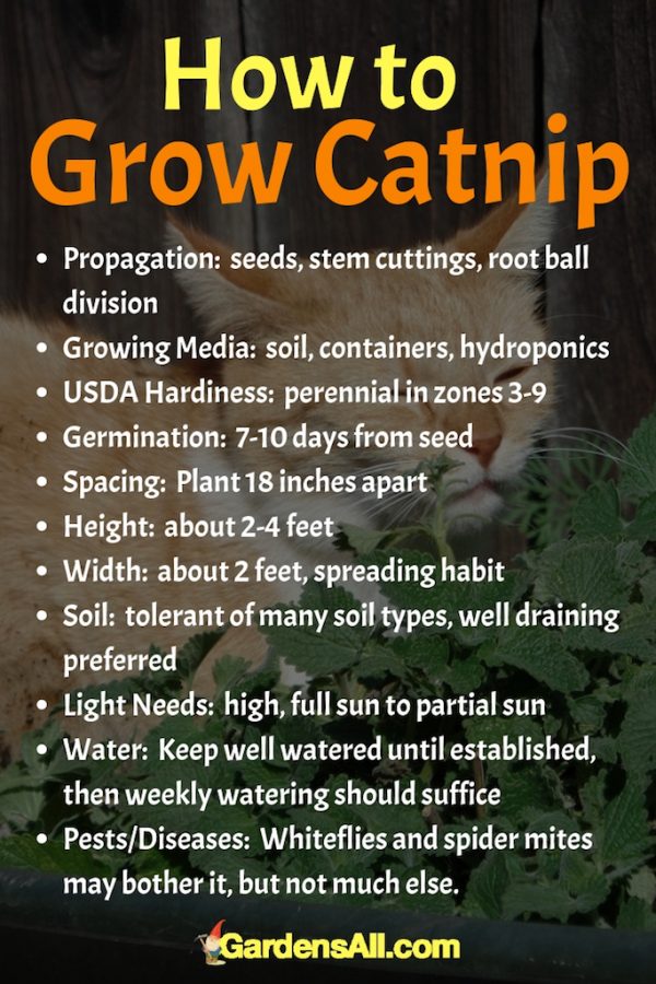 Consider Growing Catnip for People - Another Herb With Great Benefits ...