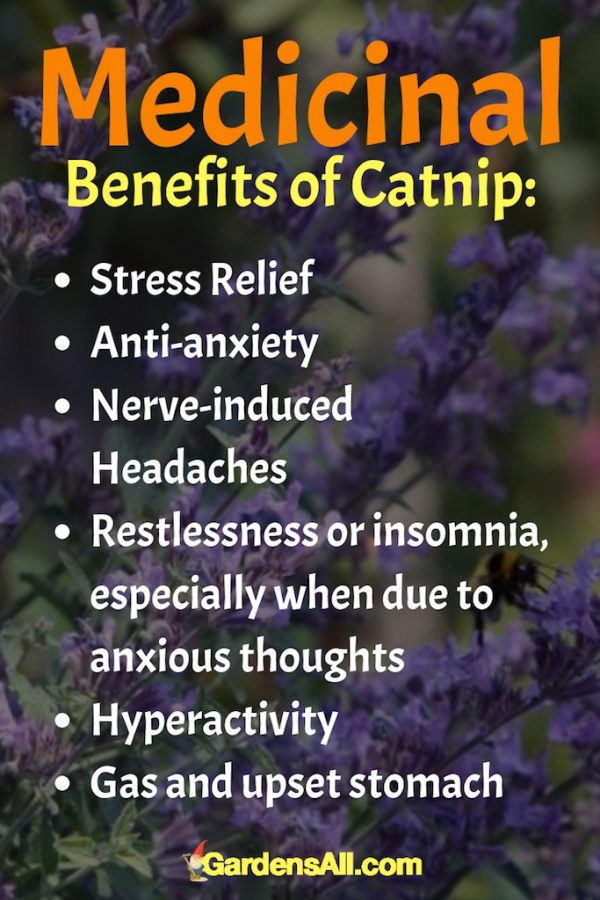 Consider Growing Catnip for People Another Herb With Great Benefits