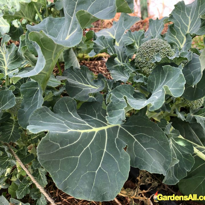 What Vegetables to Grow in Winter? Fortunately, There Are Many!