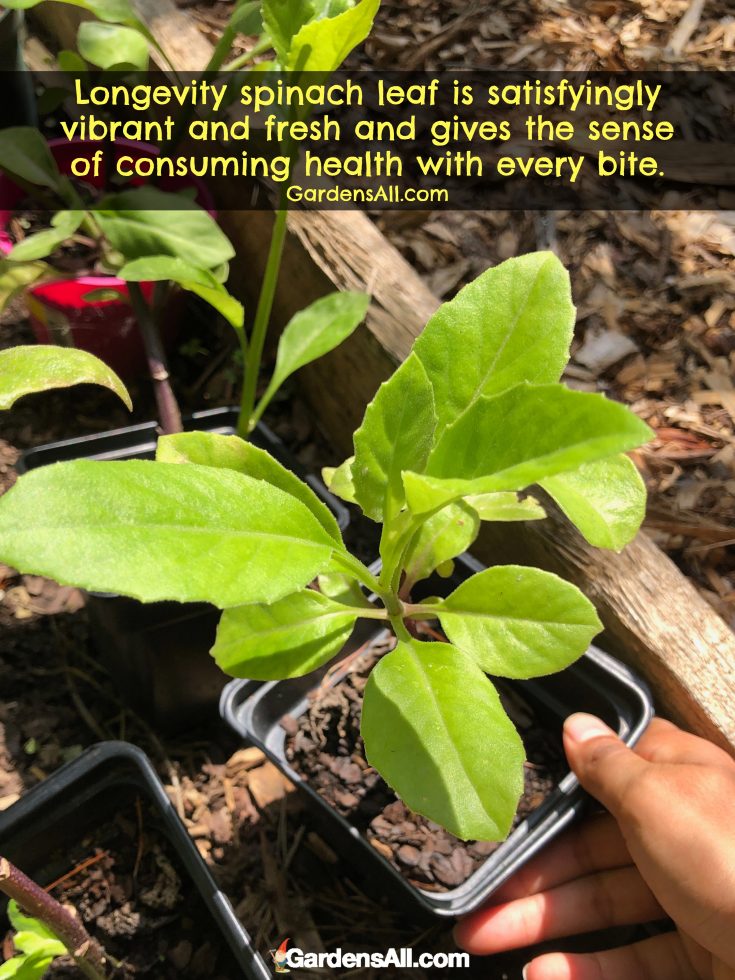 Growing Longevity Spinach (Gynura Procumbens) REMEDIES