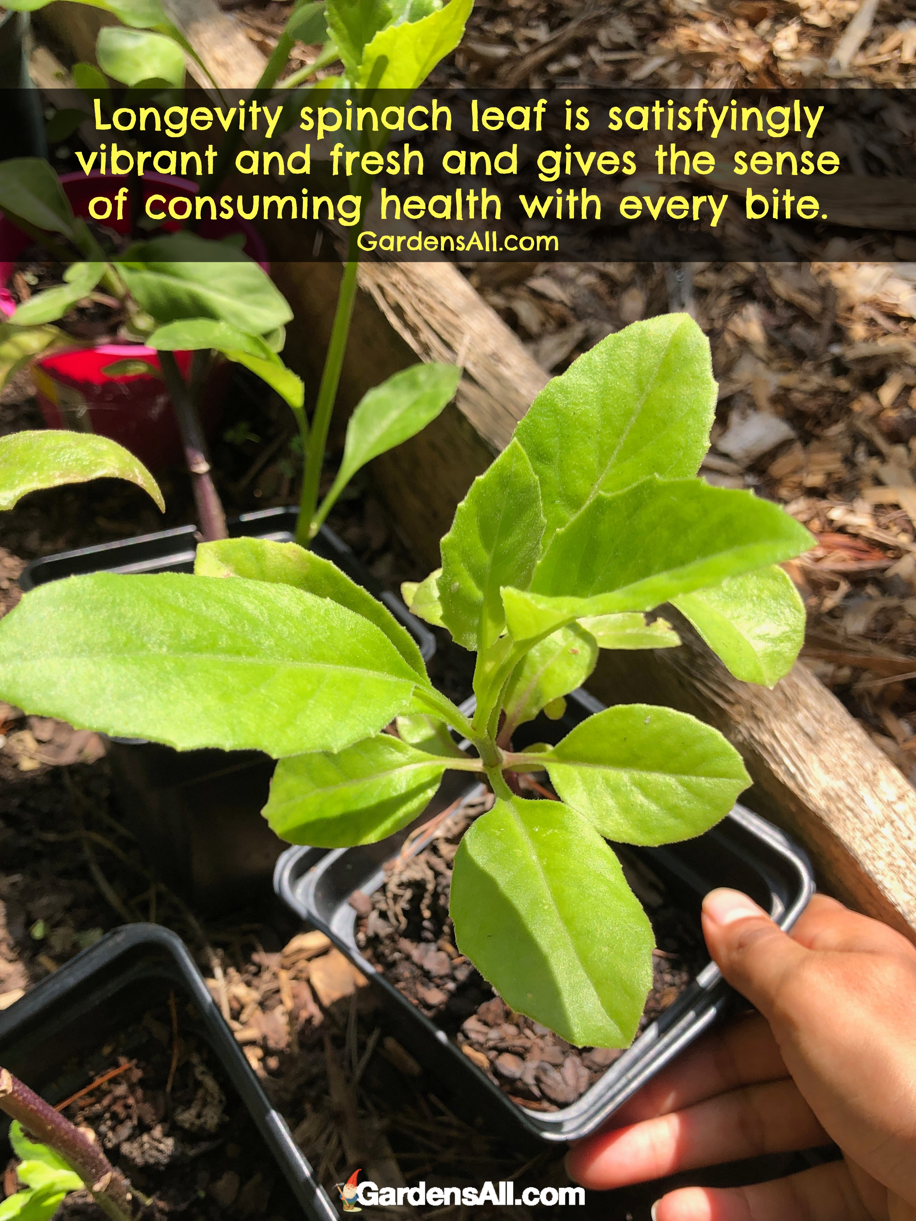 Growing Longevity Spinach (Gynura Procumbens) REMEDIES