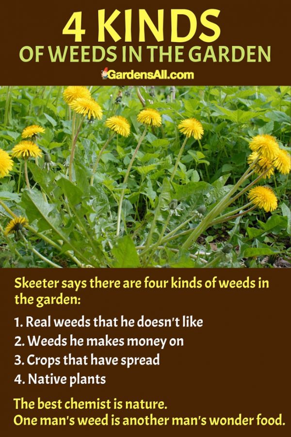 Growing Dandelions to Eat a Weed With Many Benefits