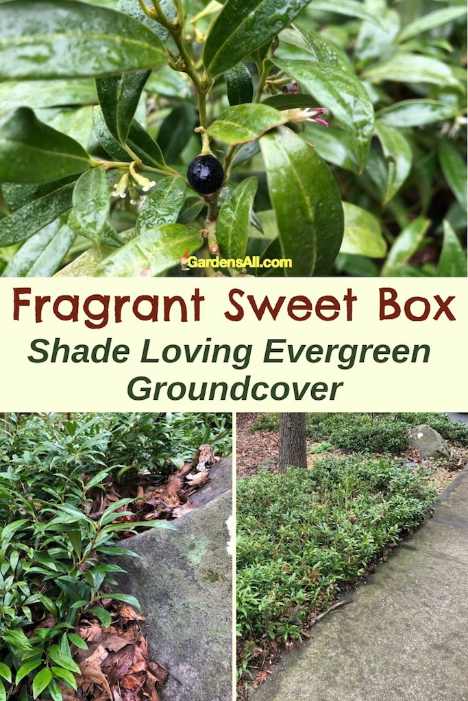 On occasion, we step out of the garden patch and into our landscape to share with you some of our favorite plants. There's a certain glossy green ground cover we perpetually ignore till this time of year. It's well worth an introduction. #springgarden #Flowers #Ideas #Landscaping #Layout #Decorations #DIY #Containers #Planting #Tips #Beautiful #FrontYards #Beds #Aesthetic #curbappeal #perennials #shrubs