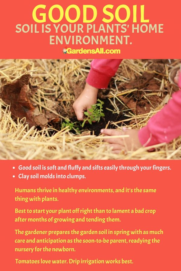 How to Grow Tomatoes for Best Results GardensAll