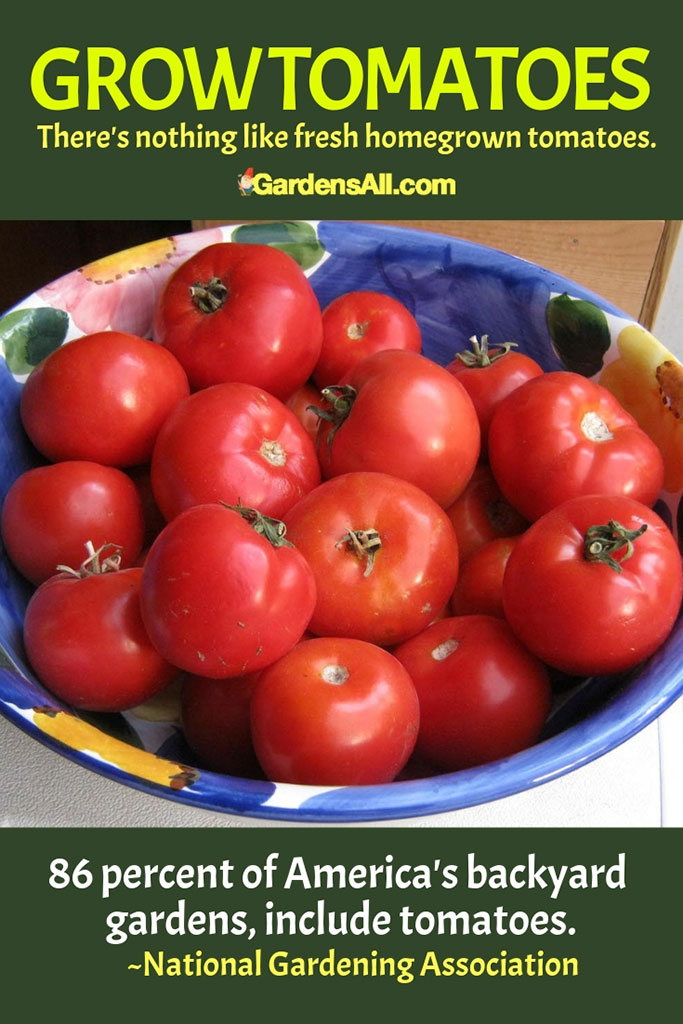 It's a joyful enterprise to raise up a tomato garden from seed to harvest.  #GrowingTomato #GrowingTomatoes #Tomatoes #ContainerGardening #Gardening #Vegetables #DIY
