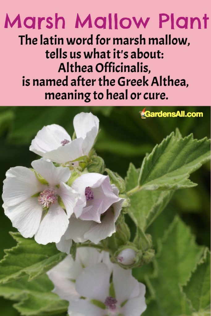 Marsh Mallow Plant a Return to Edible and Medicinal Roots