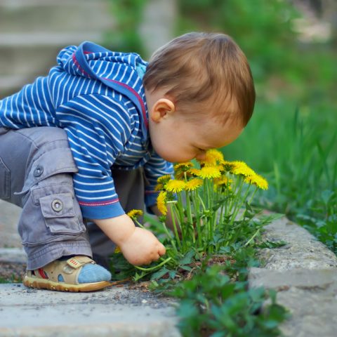 Growing Dandelions to Eat for Food, Medicine and More