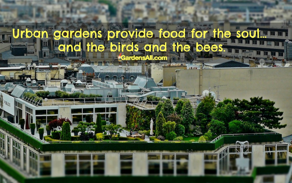 Urban gardens provide food for the soul... and the birds and the bees. #GardenPlanters #Planters #SpringGarden #Pallet #Vertical #Boxes #GardenIdeas #Urban