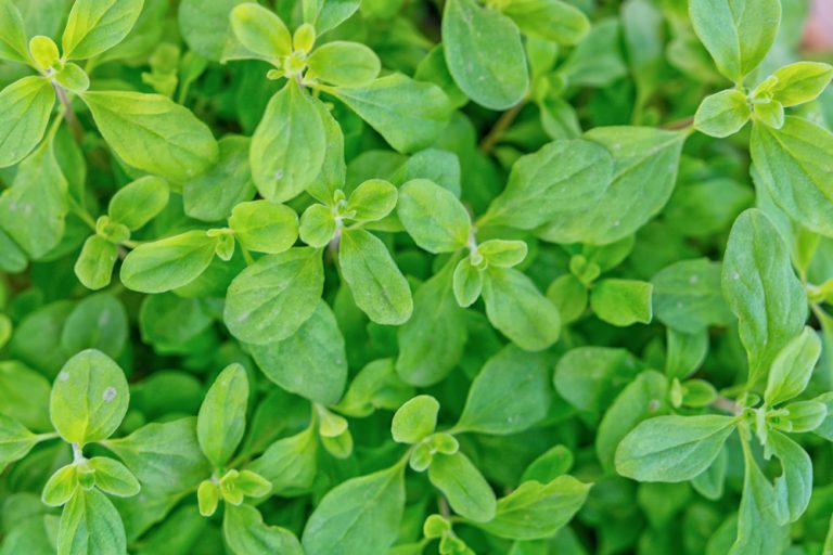 Edible Ground Cover Plants for Food, Function and Beauty GardensAll