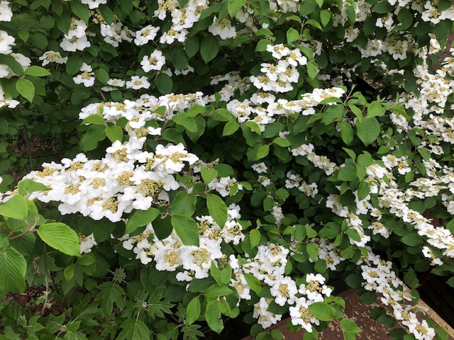 Doublefile Viburnum