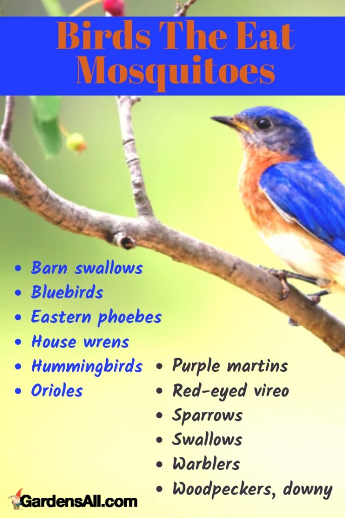 Birds That Eat Mosquitoes and Bad Garden Bugs GardensAll