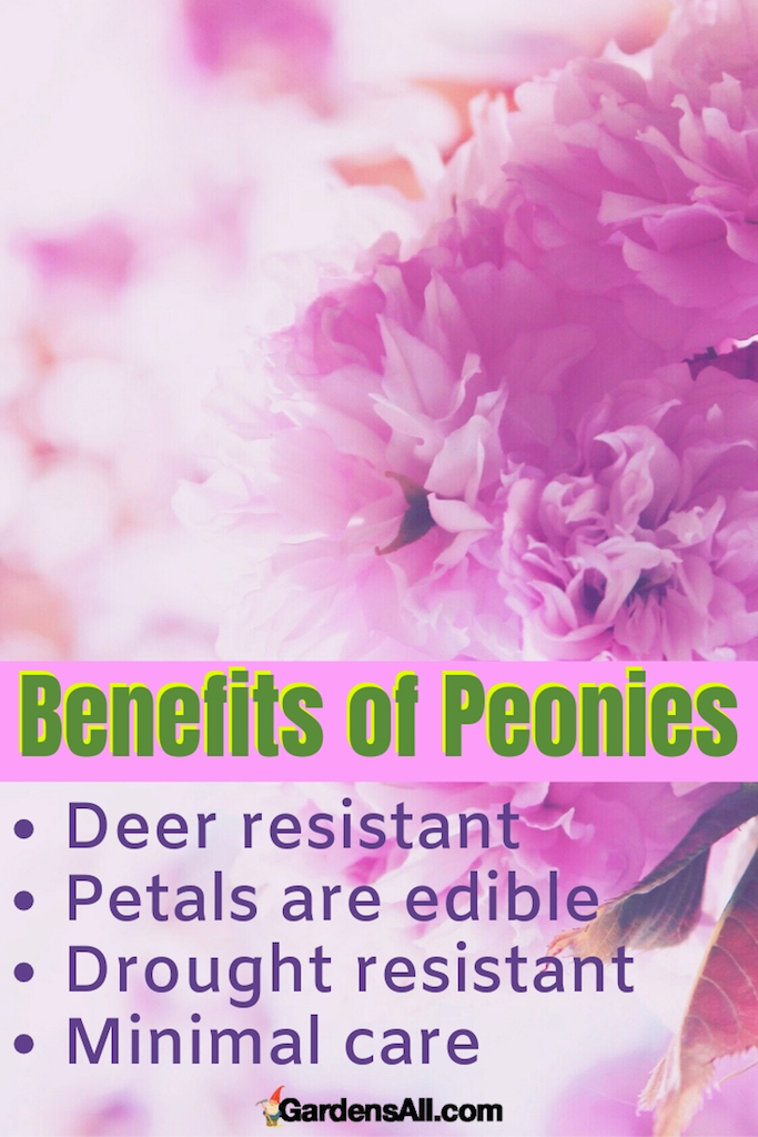 Benefits of Peonies GardensAll