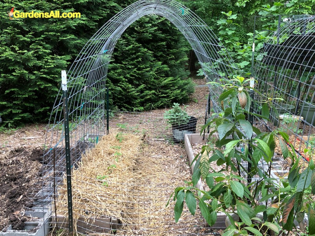 Garden Arches Tomatoes GardensAll