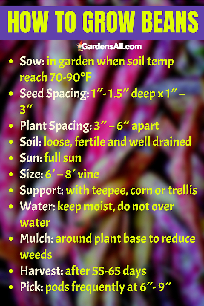 How to grow and harvest beans.