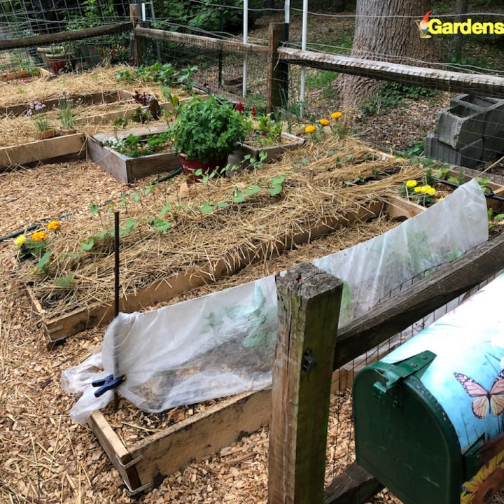 Getting Ready – Spring Gardening Plants and Tips