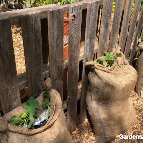 Garden News – Mid May Gardening