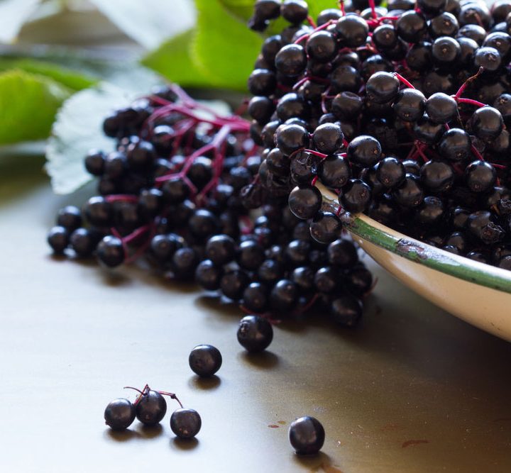 Immune Boosting, Super Food, Sambucus canadensis, elderberries for immunity and more. #Elderberries #Elderberry #FoodsForImmunity #ImmuneBoosting #NaturalRemedies #SambucusCanadensis, #SambucusNigra #NaturalImmunity