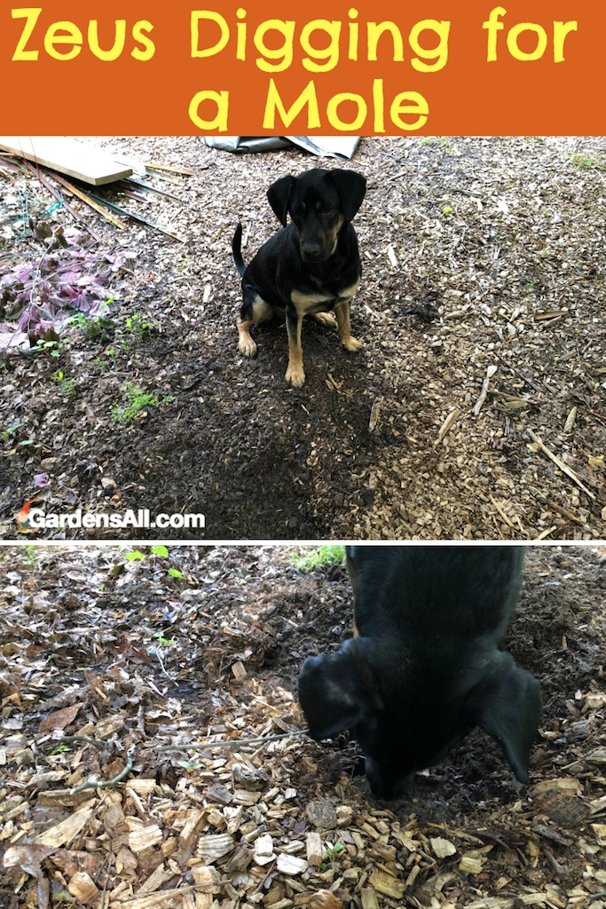 Lastly, we attempted to recruit Zeus (our lovable Labrottie) into mole control. He was quite game. But... the try-out ended with a big hole and no mole. Well... at least, it wasn’t in the garden.  #flower #flowergarden #Porches #Landscapes  #CountryLiving #CurbAppeal #roses #Perennials #Shade #Ideas #Planters #Small #Entrance #Walkways #ColorCombos #DIY #Spring #Balconies #OrnamentalGrasses #Backyards #Outdoors #Shrubs #Tips #Spaces #Hydrangeas 