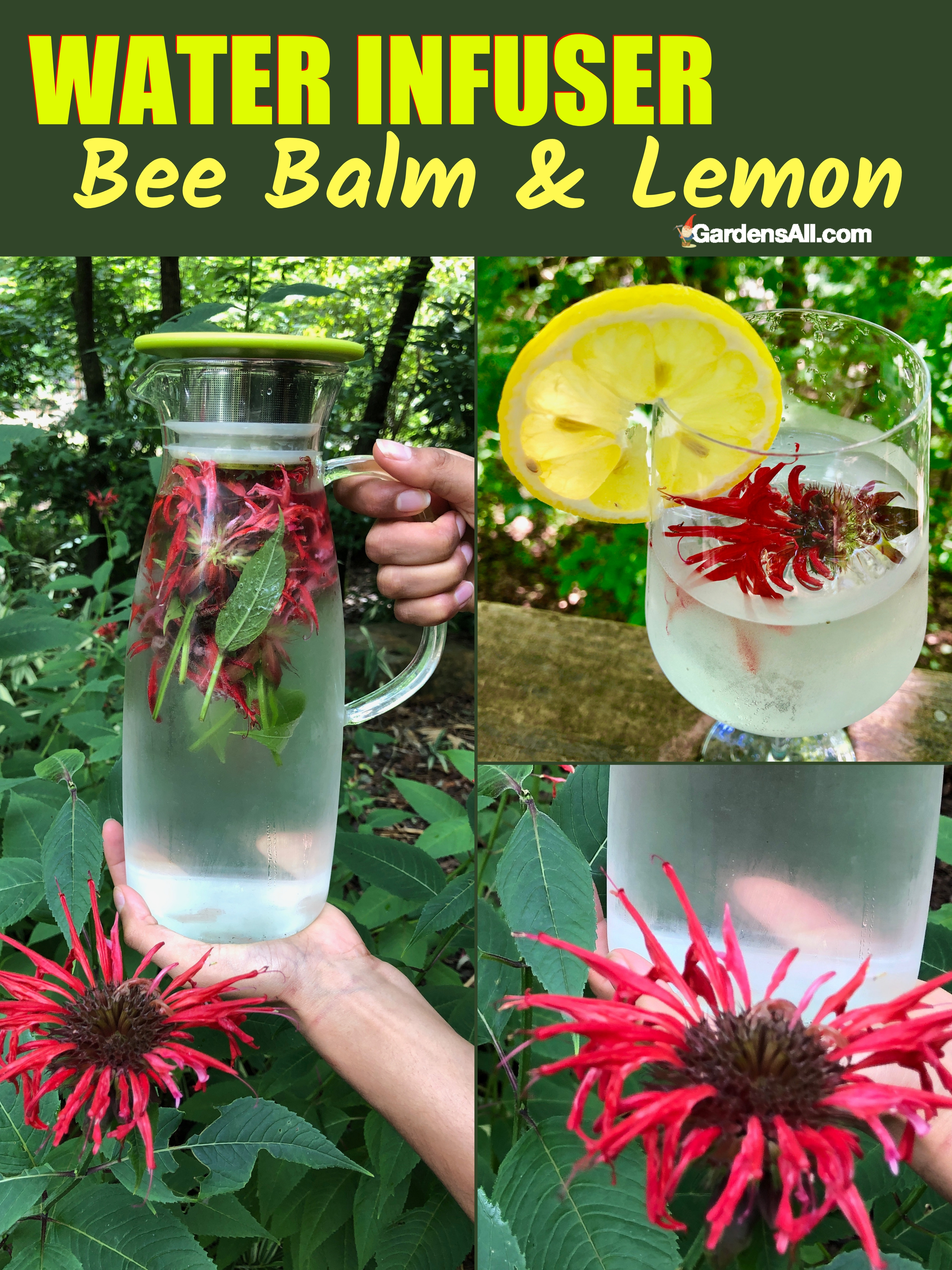 "Bee Balm Lemon Water in an Infusion Pitcher." #plantnutrition #waterinfuser #biology #indoor #outdoor #garden #lowmaintenance #ideas #inpots #flowers #diy #tips #deficincy #notes #health #guide #howtogrow #yards #backyards #growing #gardening #houseplant #system #landscape #barel #tank #benefits #uses #videos #water