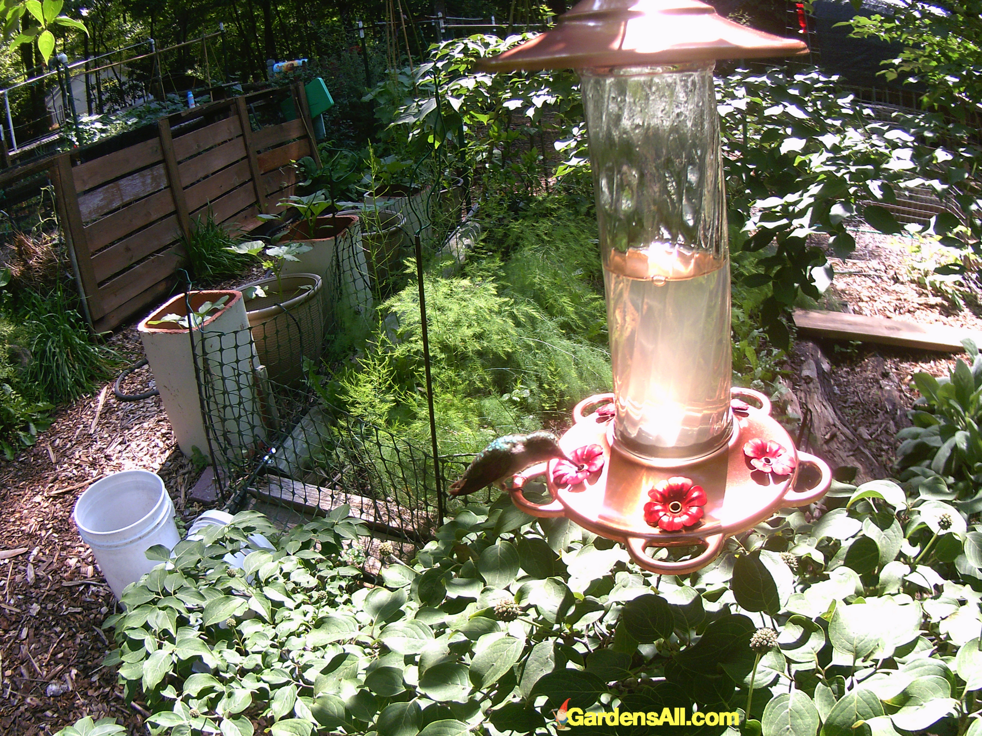 Picking The Best Hummingbird Feeders Gardensall