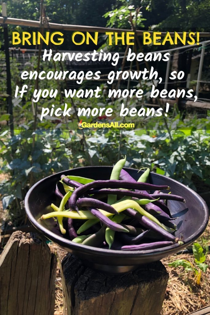 Harvesting beans encourages new growth so start early to increase your bean yield in season.