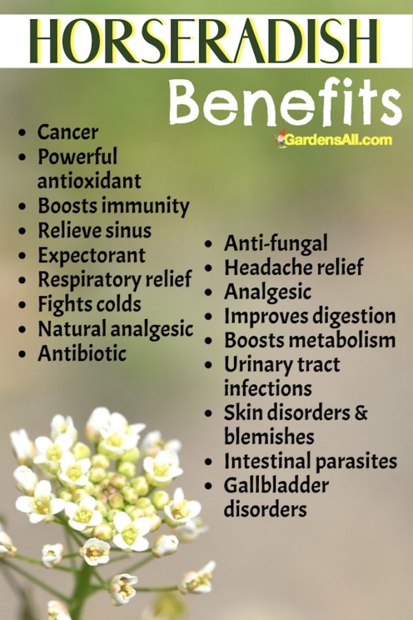 Horseradish Benefits and Uses it's a Lot More than Relish