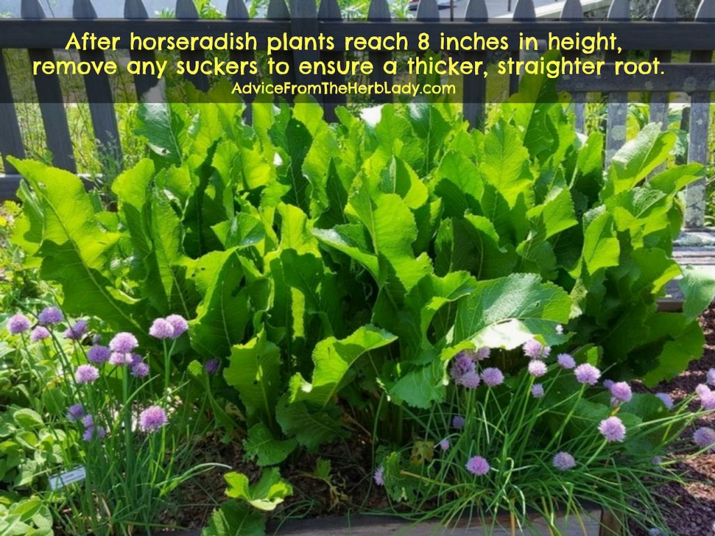 Horseradish Benefits and Uses it's a Lot More than Relish! GardensAll REMEDIES