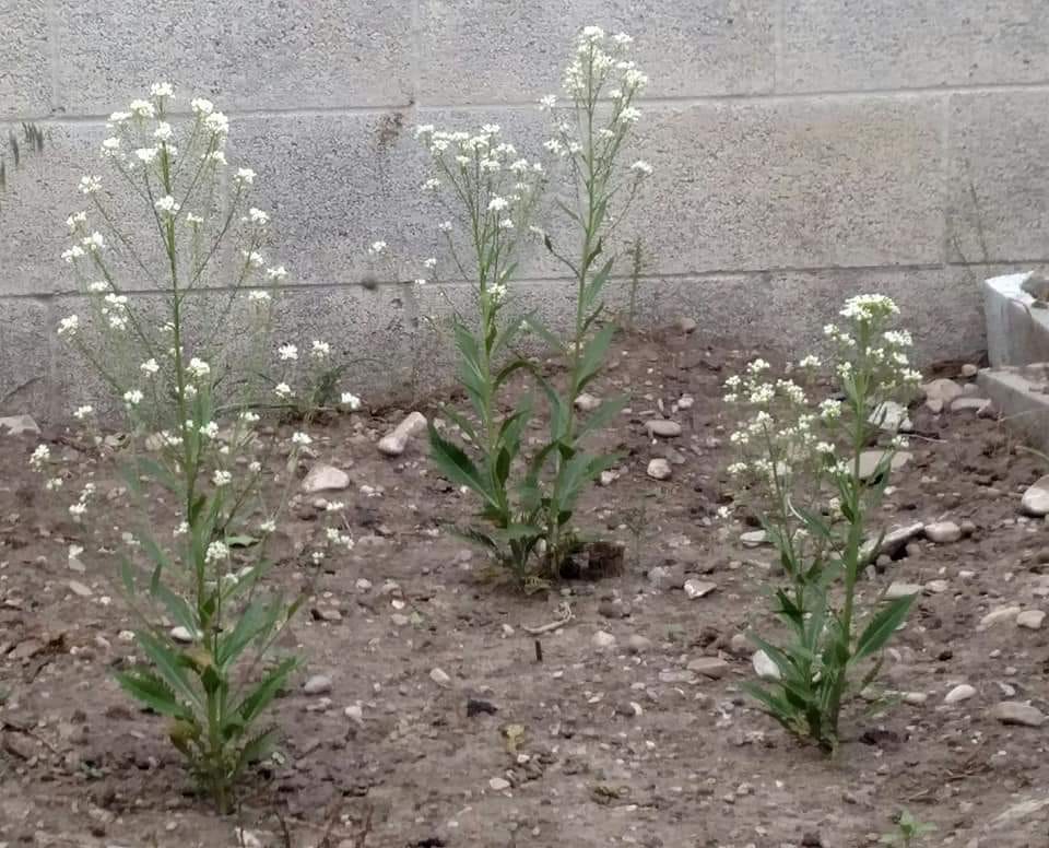 Horseradish Benefits and Uses it's a Lot More than Relish