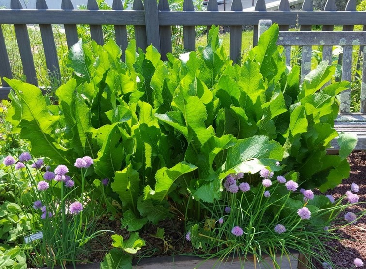 Horseradish Benefits and Uses it's a Lot More than Relish