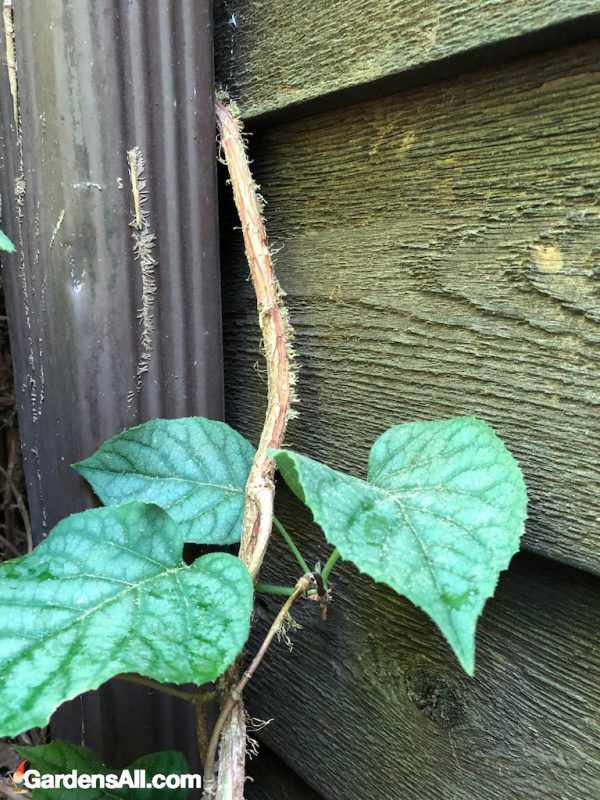 Landscaping with Shade Tolerant Hydrangeas GardensAll ORNAMENTALS