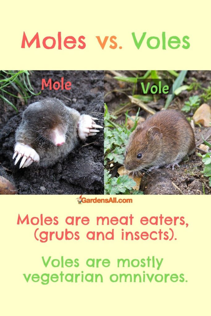 Moles-insectivores vs voles-ominvores