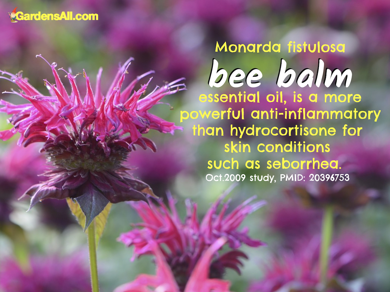 Bee Balm Uses and Benefits It's for More Than the Bees! GardensAll