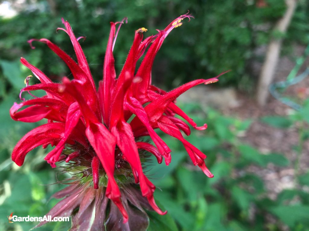 Bee Balm Uses and Benefits - It's for More Than the Bees! - GardensAll